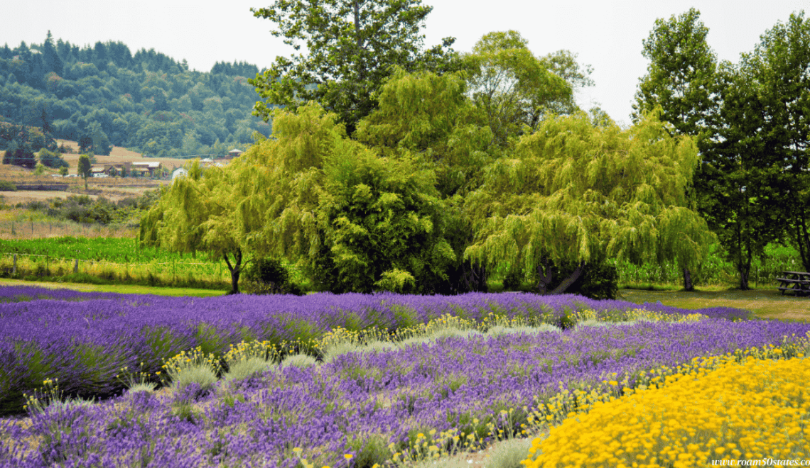 Sequim Lavender Festival 2025